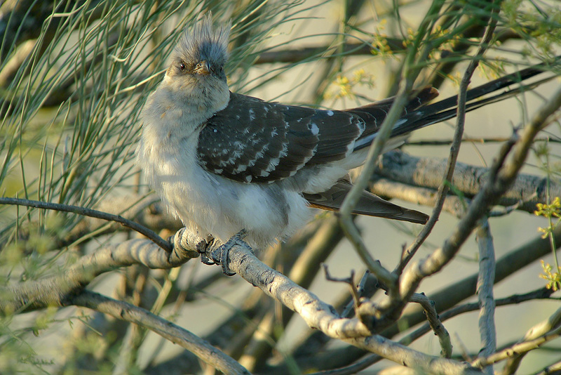 Cuculo dal ciuffo in Digiscoping